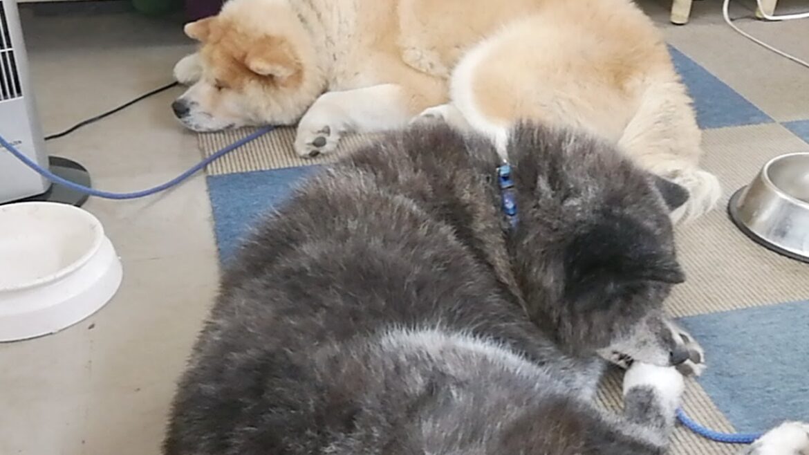 秋田犬会館配信！