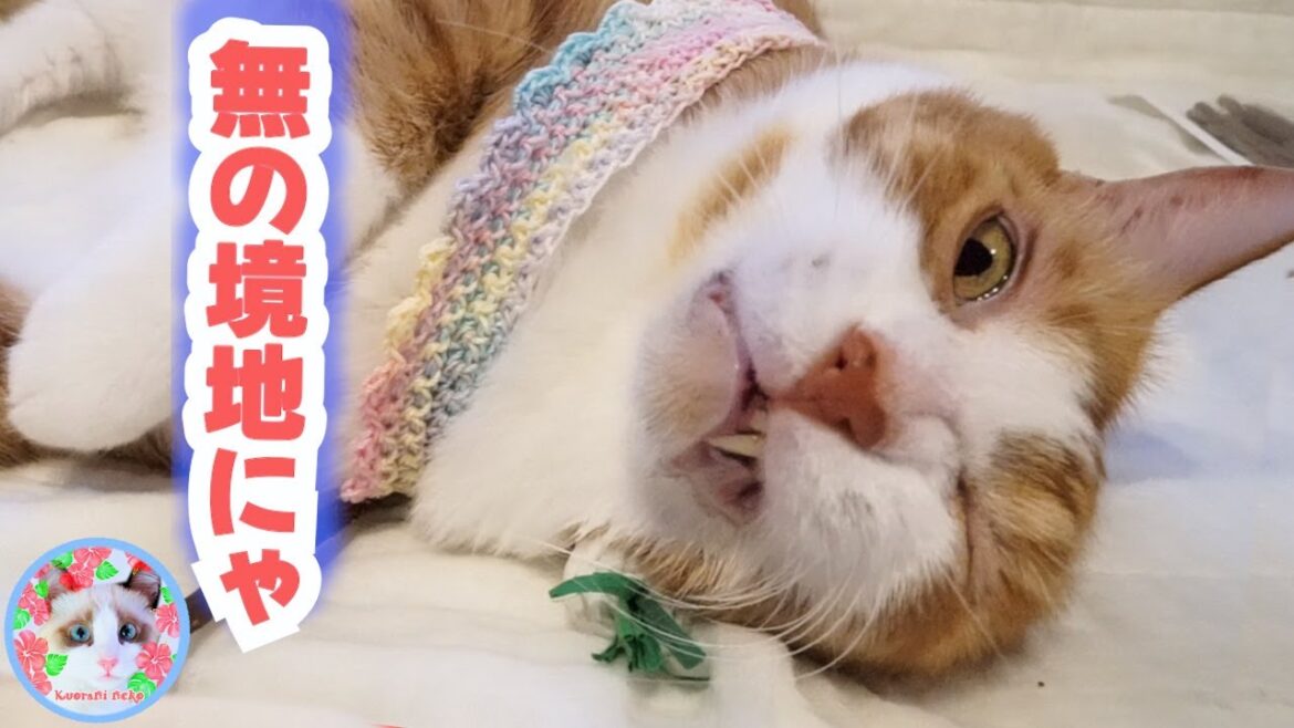 猫が好きというあれで涙うるうるになった猫がいます Catnip made me cry