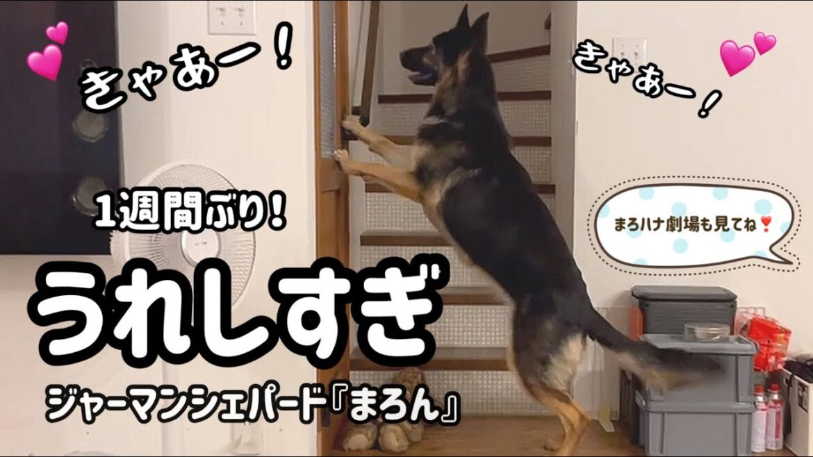 【ジャーマンシェパード】シェパードの喜びっぷりが凄すぎる😆飼い主帰宅で大興奮！！そしてハナとの面白い一コマも🤣