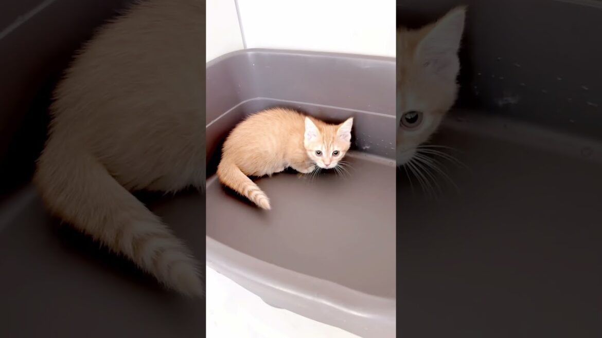 短足マンチカン女の子🩷 【お問合せ詳細は説明欄に記載あります】 #スクーカム #ブリーダー直販 #マンチカン #ミヌエット #ラパーマ #子猫 #子猫販売 #猫 #猫のいる暮らし #猫動画