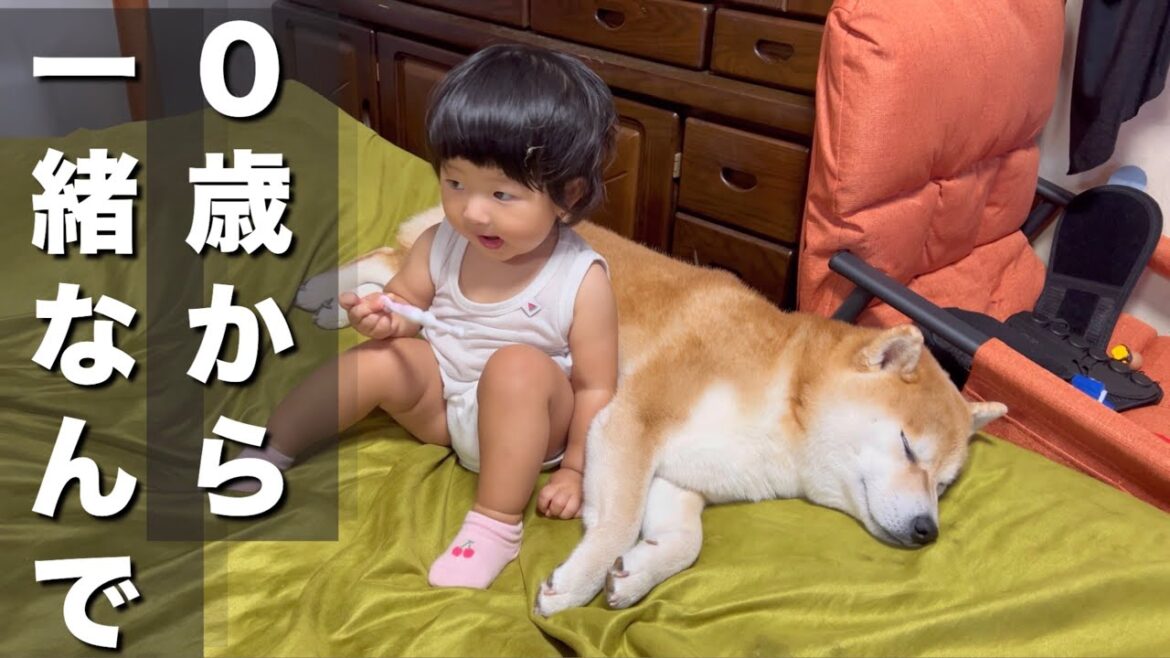 赤ちゃんからずっと一緒にいる柴犬を、遂に抱きしめる様になった１歳児