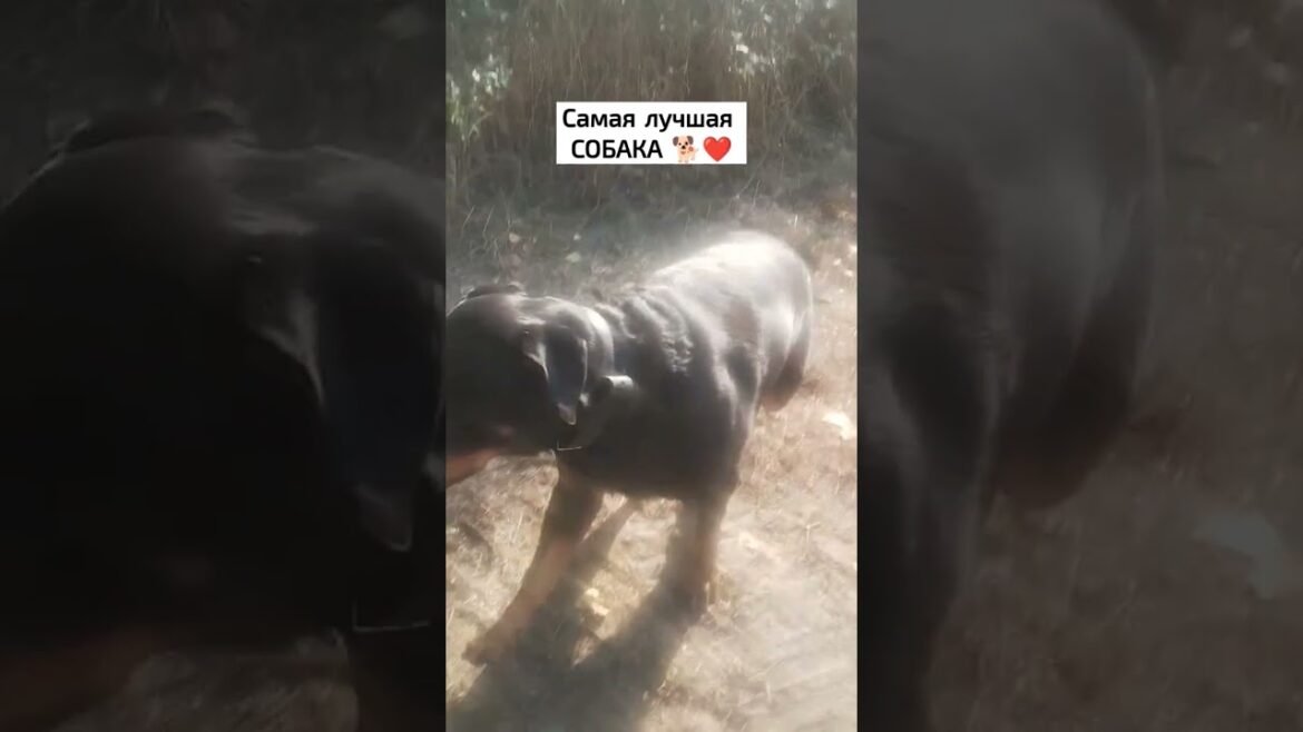 Самая лучшая СОБАКА #dog #rottweiler #ротвейлер #собака #пес @K9Know #dogvlog #doglife #funnydogs