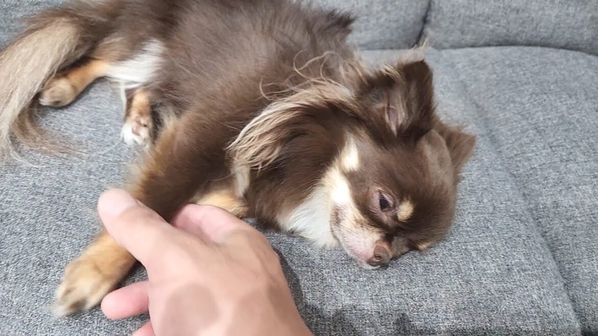 白い液体を舐めた直後ぐったりするチワワ…【小型犬多頭飼い】 白い液体を舐めた直後ぐったりするチワワ…【小型犬多頭飼い】