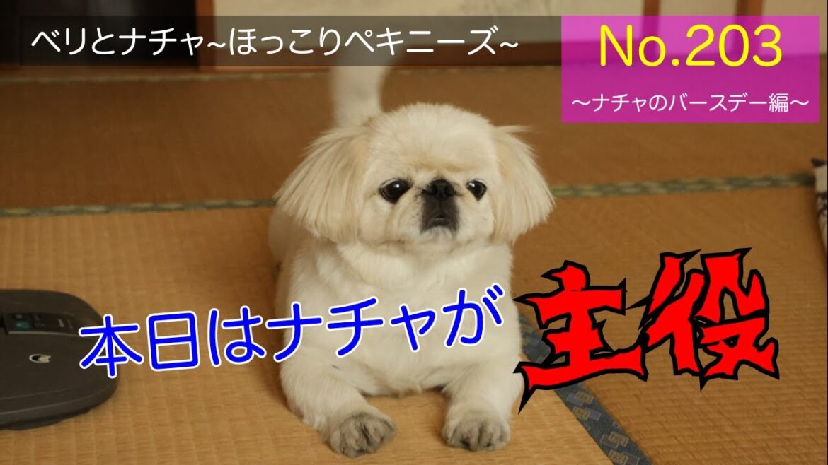 203『ナチャのバースデー編』【ベリとナチャ ほっこりペキニーズ】