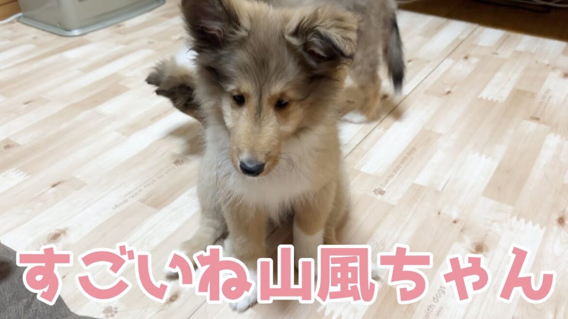 【シェルティ】すごいね山風ちゃん🐾【おりこうさん】 【シェルティ】すごいね山風ちゃん🐾【おりこうさん】