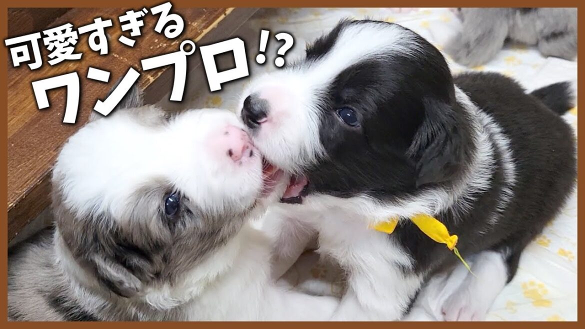 生後17～19日のボーダーコリーの子犬たちが可愛すぎる！｜ニコ・藍・エルレア・モラン巣立った子の映像も♪