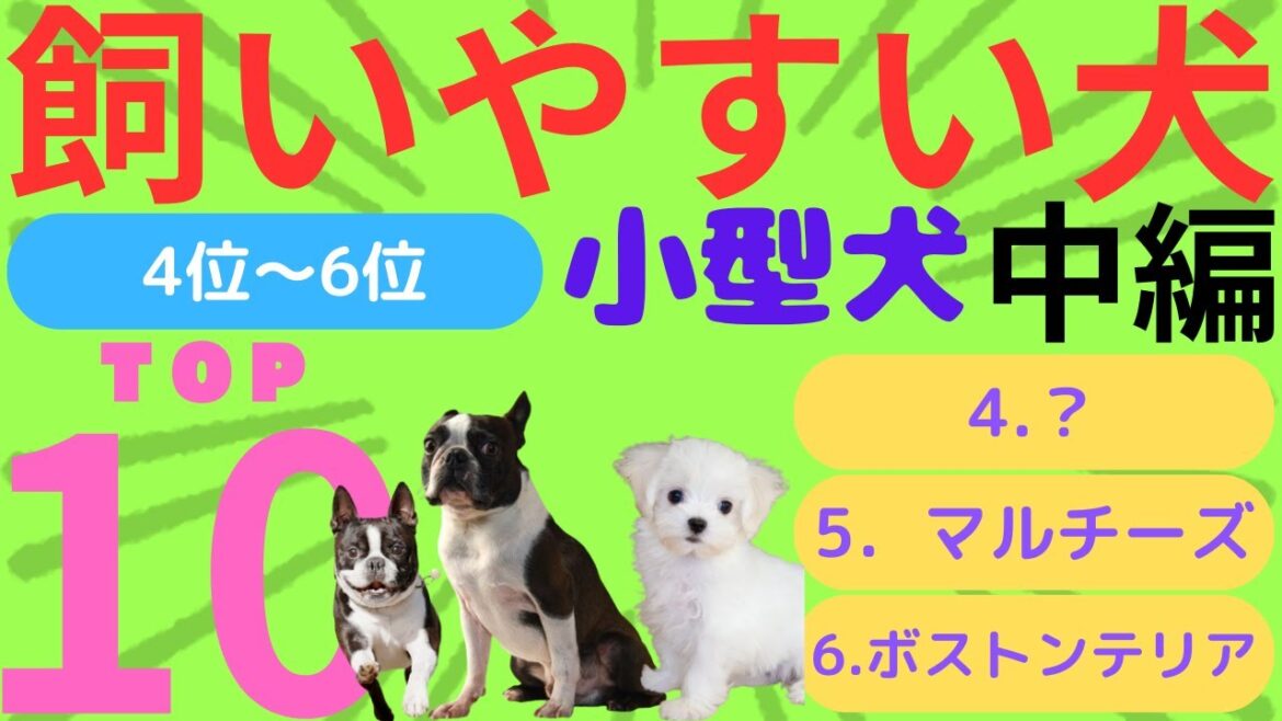 【初心者でも飼いやすい小型犬ランキングＴＯＰ10】