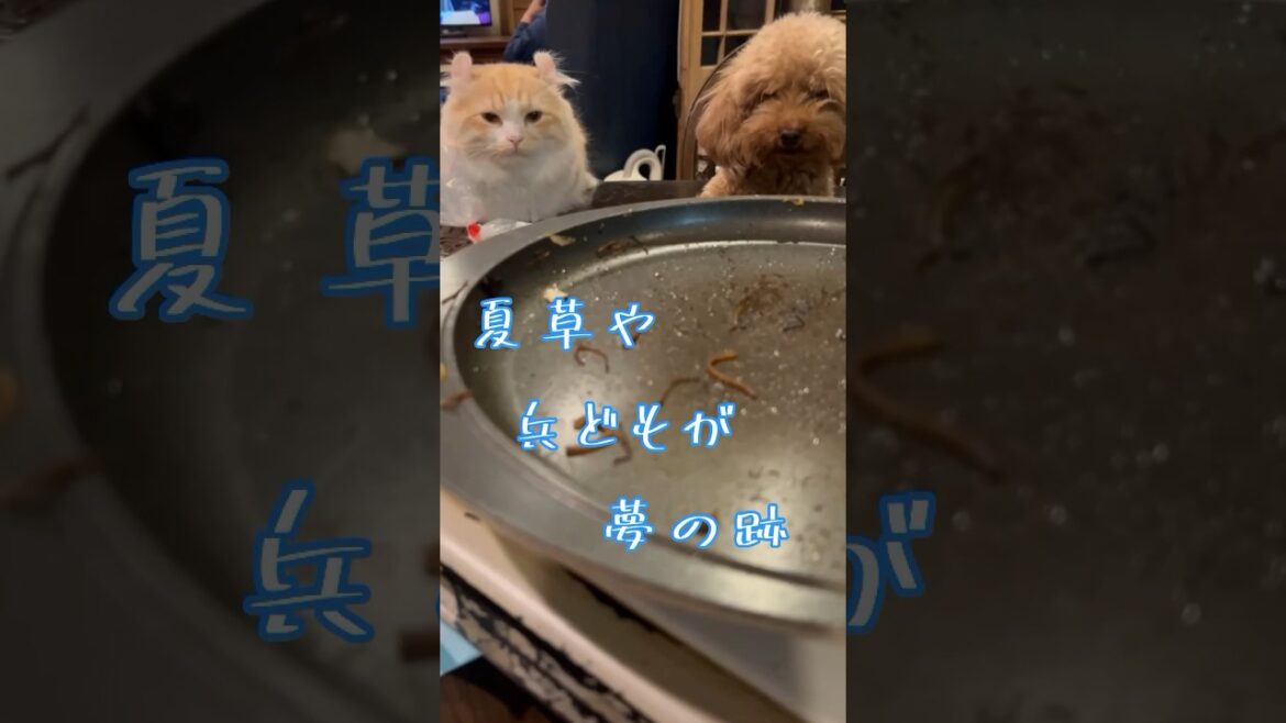 【キンカロー】兵どもが夢の跡【マンチカール】 【キンカロー】兵どもが夢の跡【マンチカール】