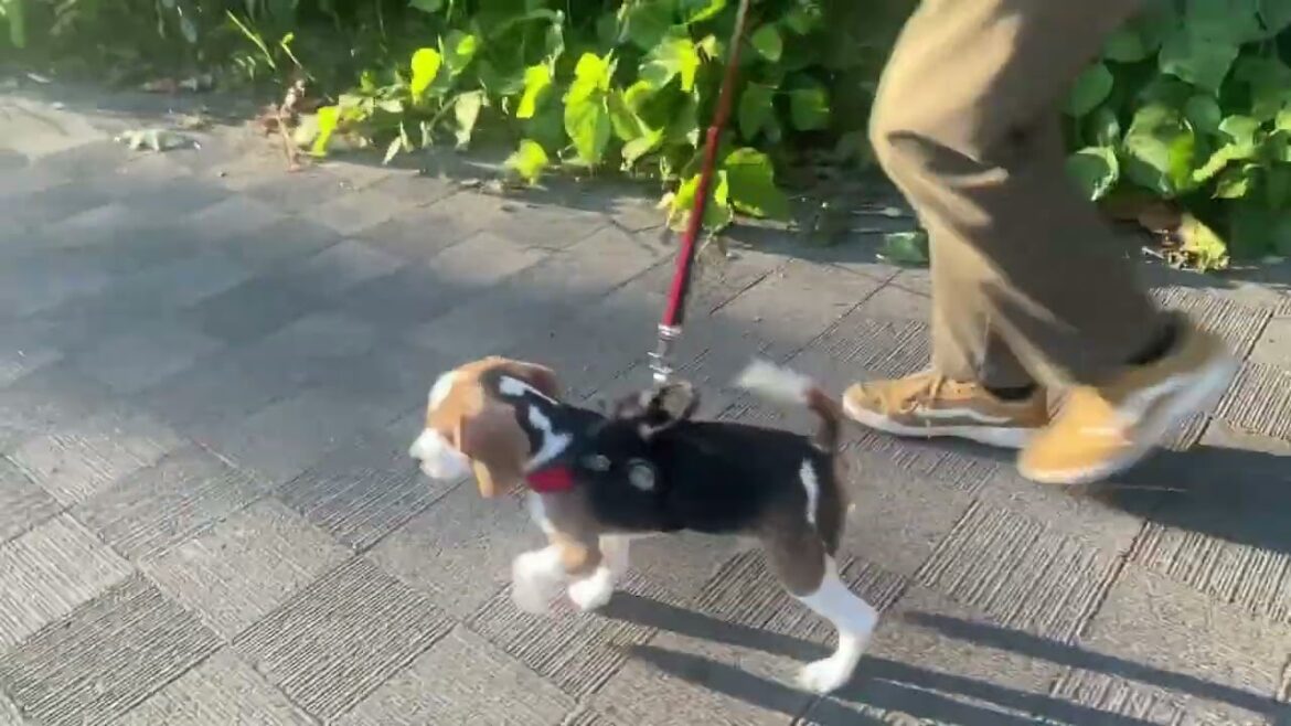 【初めてのお散歩】楽しすぎて○○なビーグル子犬！