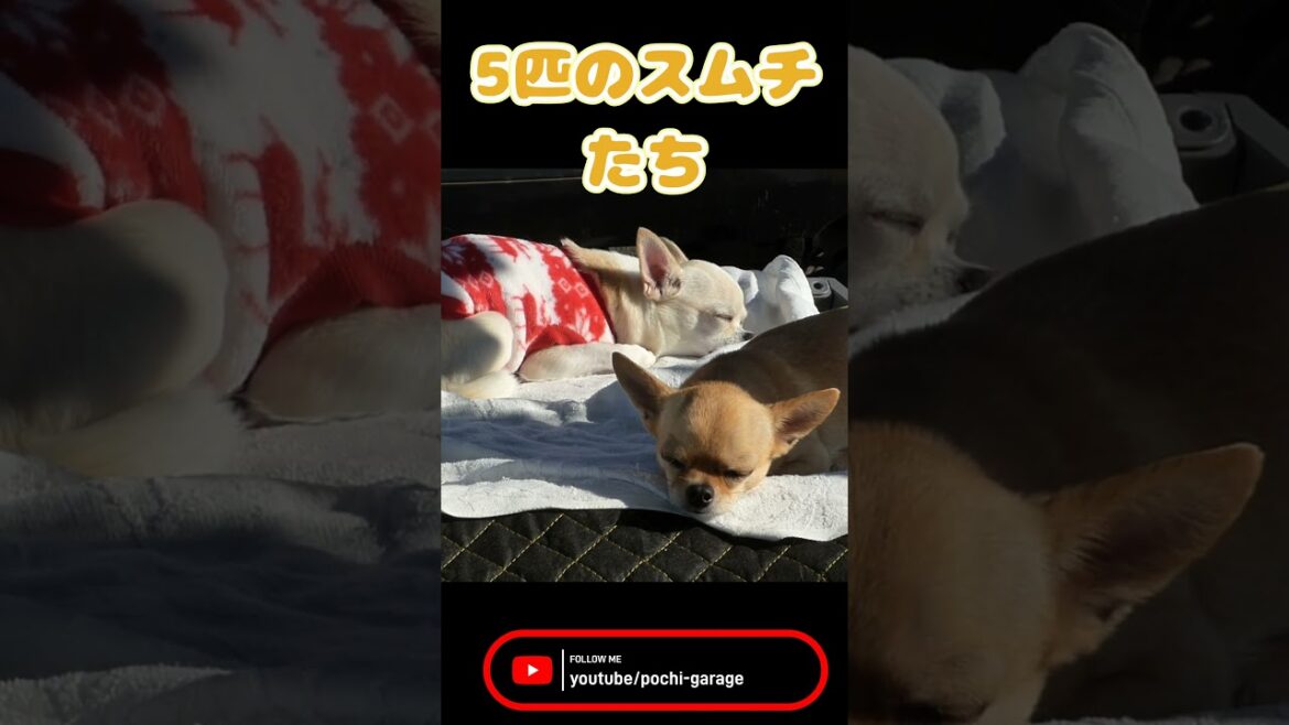 スムースコートチワワ 5匹の眠れるスムチ #Shorts #dog