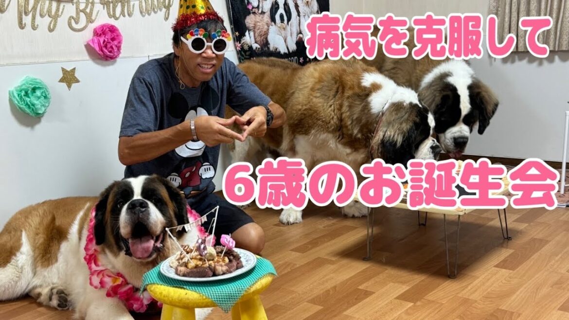 【セントバーナード】ももちゃんが病期を克服して6歳お誕生日を迎えました。 【セントバーナード】ももちゃんが病期を克服して6歳お誕生日を迎えました。