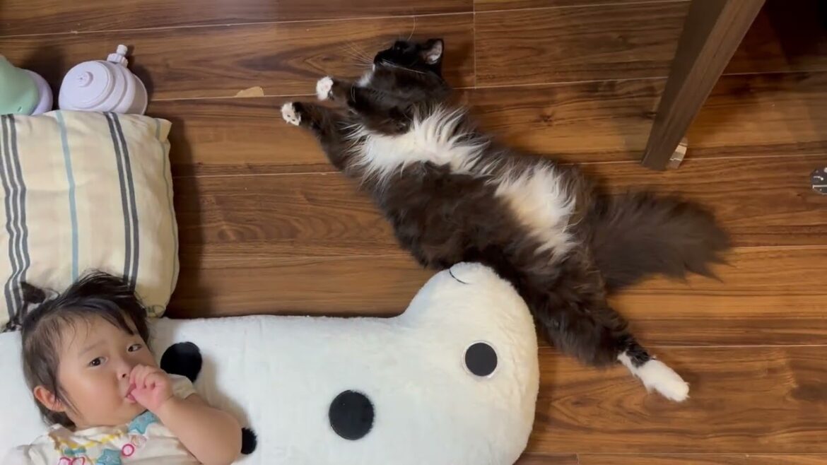 冒険心が止まらない子猫と寝転びリラックスする猫　サイベリアンとラガマフィンA kitten with an insatiable sense of adventure.