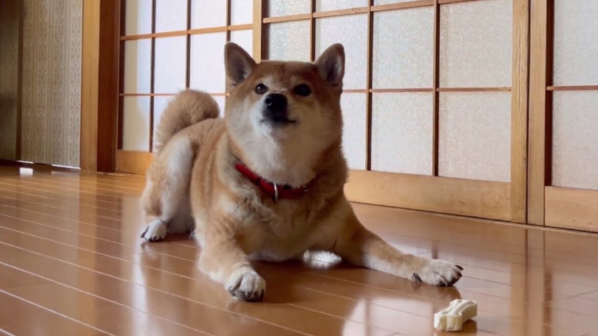 この顔の柴犬には近寄ってはいけない