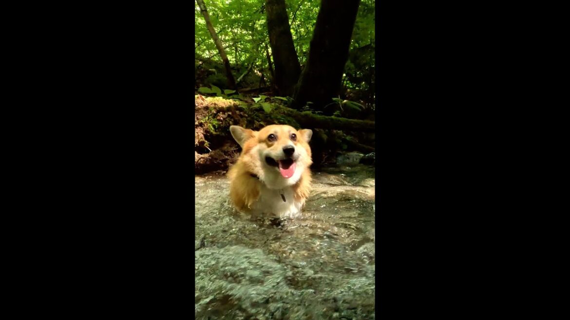 気持ち良さそうに水に浸かるコーギー / Corgi happily soaking in water #corgi #コーギー #サクラ