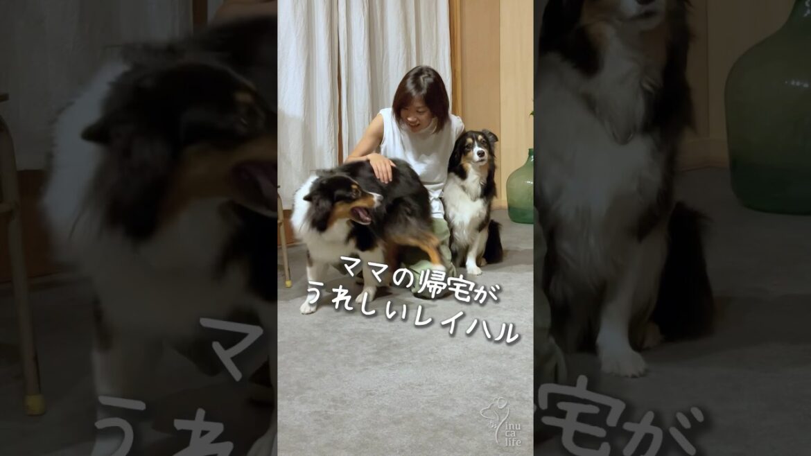 ママの帰りを待つ姉妹犬が健気で可愛すぎる🥹 #ボーダーコリー  #オーストラリアンシェパード