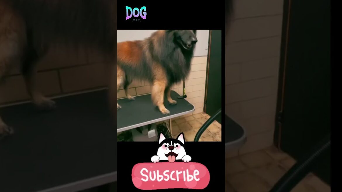 how to train belgian tervuren  #pets #puppy #germanshepherd