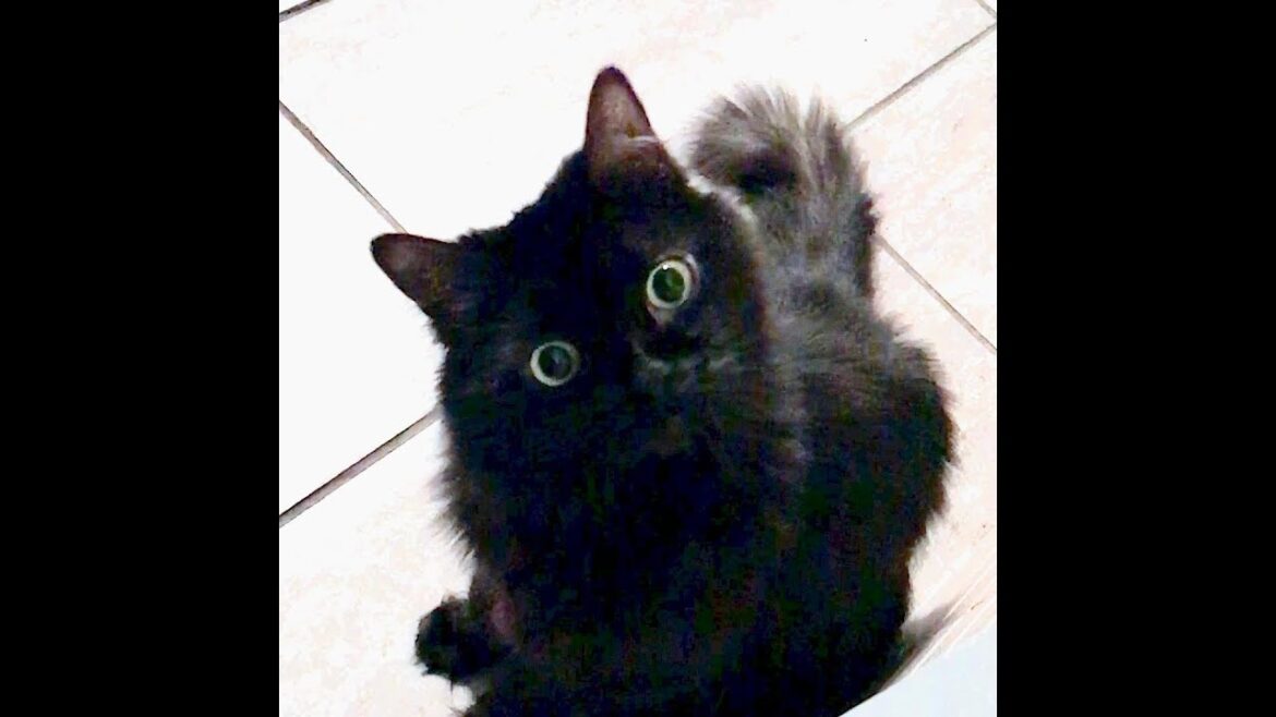 Did somebody say treat?