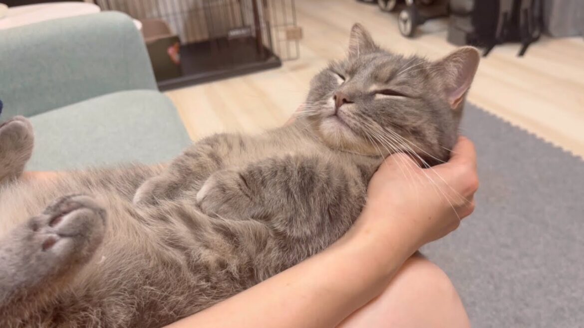 こんなことありますか...ママのマッサージを受けた猫がこうなってしまいました...