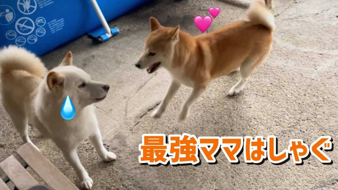 柴犬最強ママのおねだりの激しさが可愛くてウケるw