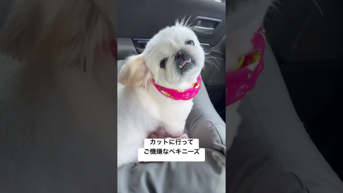 カットに行ってご機嫌なペキニーズ #shorts #youtubeshorts #子犬