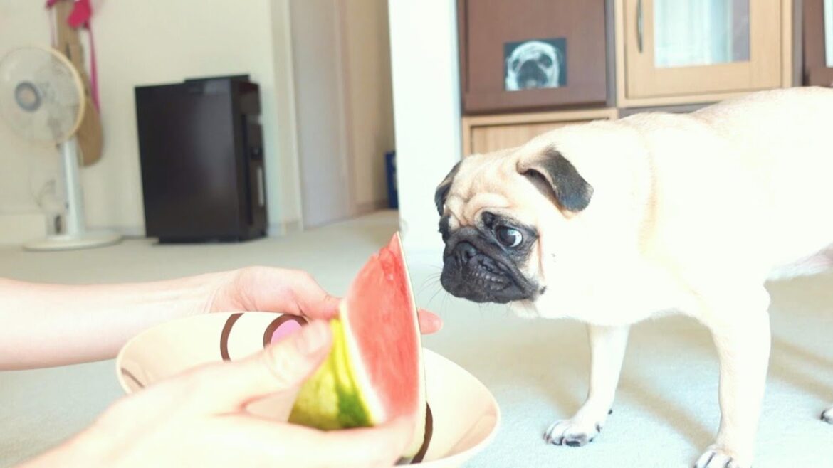 大好きなはずのスイカの食べ方がわからなくなっちゃいました。A pug that doesn’t know how to eat watermelon.【パグ、pug】 大好きなはずのスイカの食べ方がわからなくなっちゃいました。A pug that doesn't know how to eat watermelon.【パグ、pug】