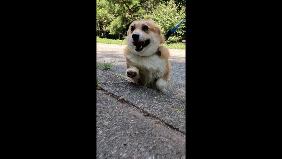 橋を渡って道路を横断するコーギー / Corgi crossing the road after crossing the bridge #corgi #コーギー #サクラ