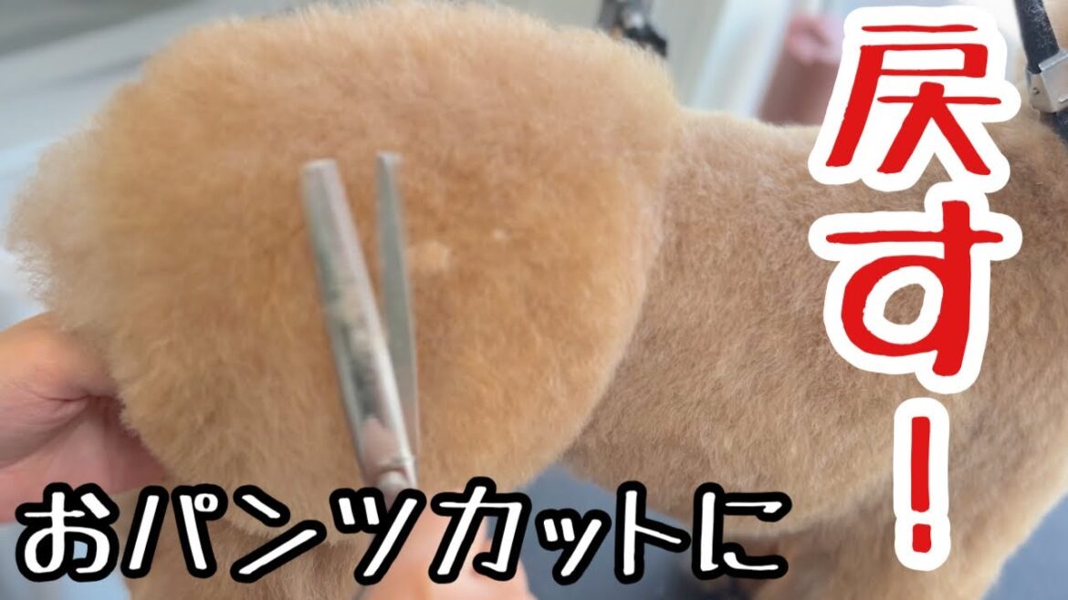 最高峰プランでトイプードルの手術前のおパンツカットに戻す！（しおんくん）