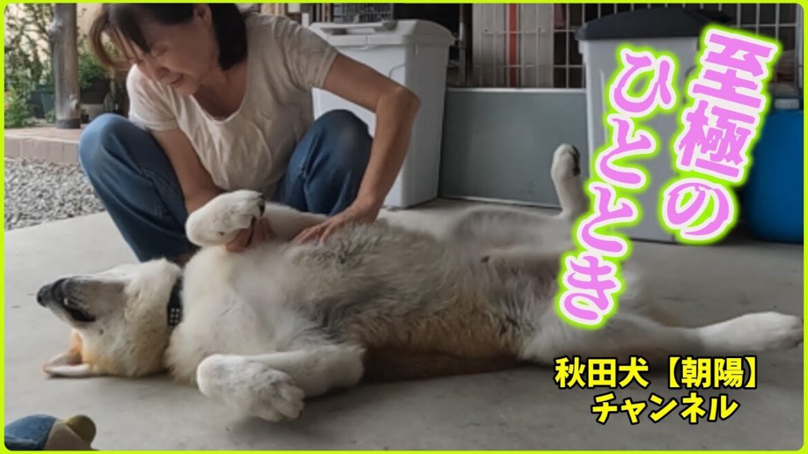 秋田犬【朝陽】チャンネル　お母さんにアヘアヘしてもらっているのだ。