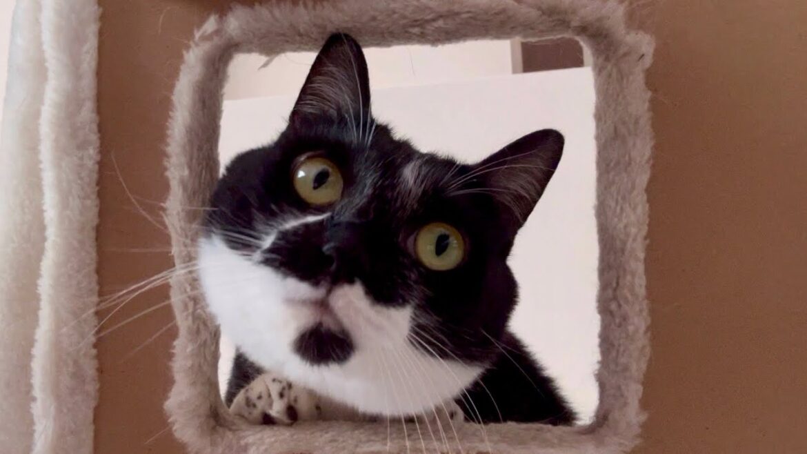 兄妹猫がキャットタワーでまったり😻◯◯がひょつこり出現 Sibling Cats Relaxing on the Cat Tower 😻 Surprise Appearance by ◯◯ 兄妹猫がキャットタワーでまったり😻◯◯がひょつこり出現 Sibling Cats Relaxing on the Cat Tower 😻 Surprise Appearance by ◯◯