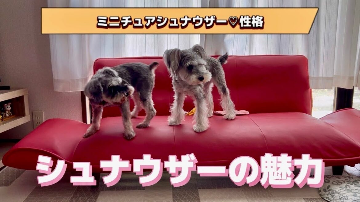ミニチュアシュナウザーの性格と魅力
