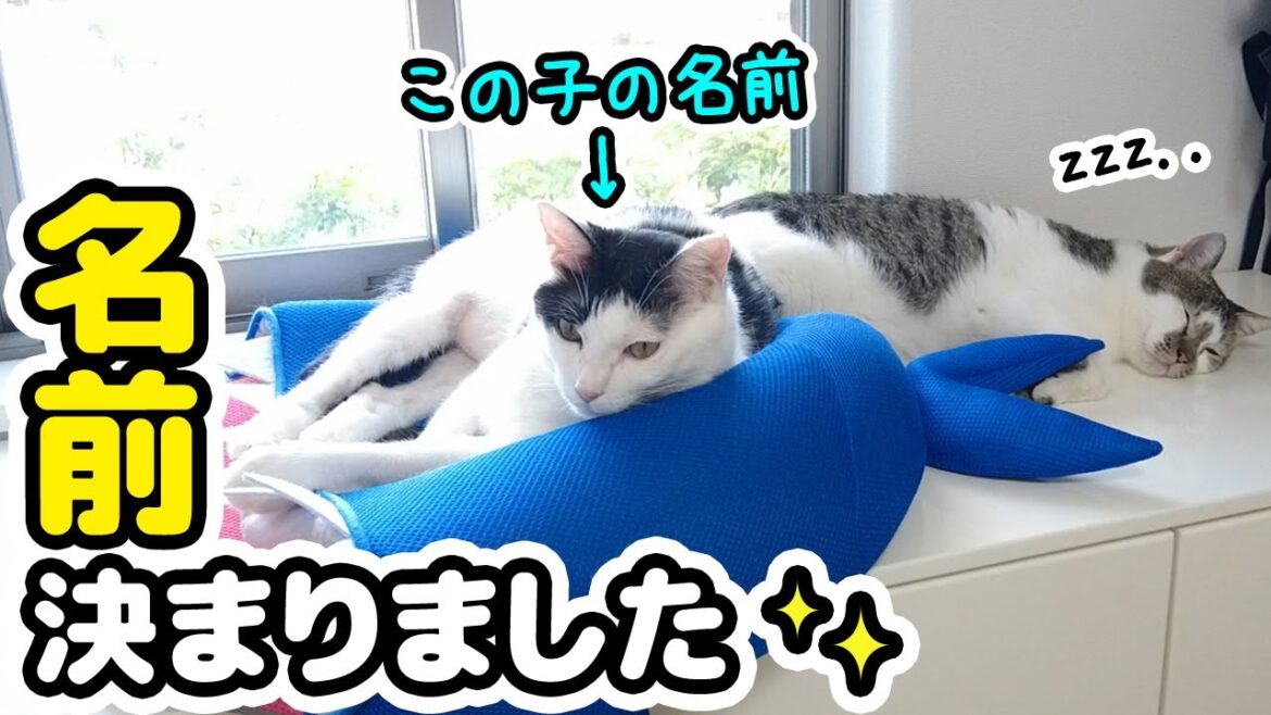 【ご報告】新入猫ちゃんの名前が決まりました！