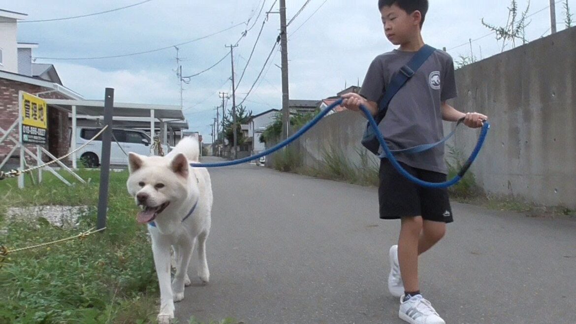 【秋田犬ゆうき】弟くんが朝のお散歩でリードを持ってくれたのでちょっとぎこちないけど嬉しい【akita dog】