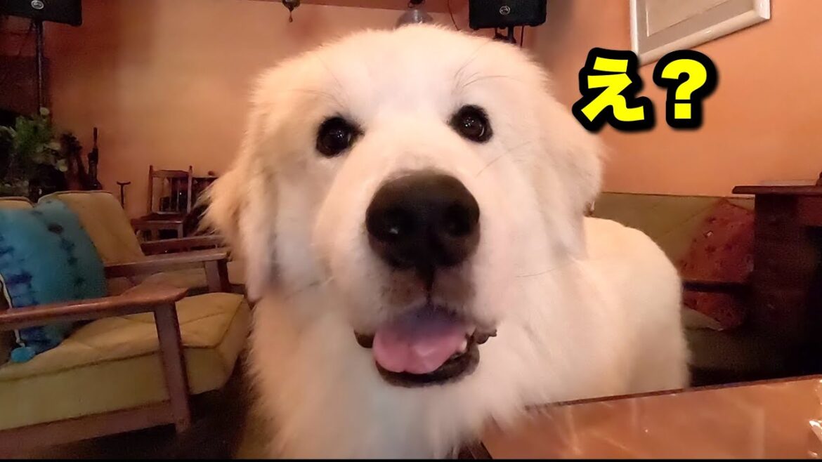 超大型犬と４０代夫婦の休日♪落ち着いたカフェに行ったら落ち着きすぎてゴロゴロしすぎてしまう愛犬がかわいい！