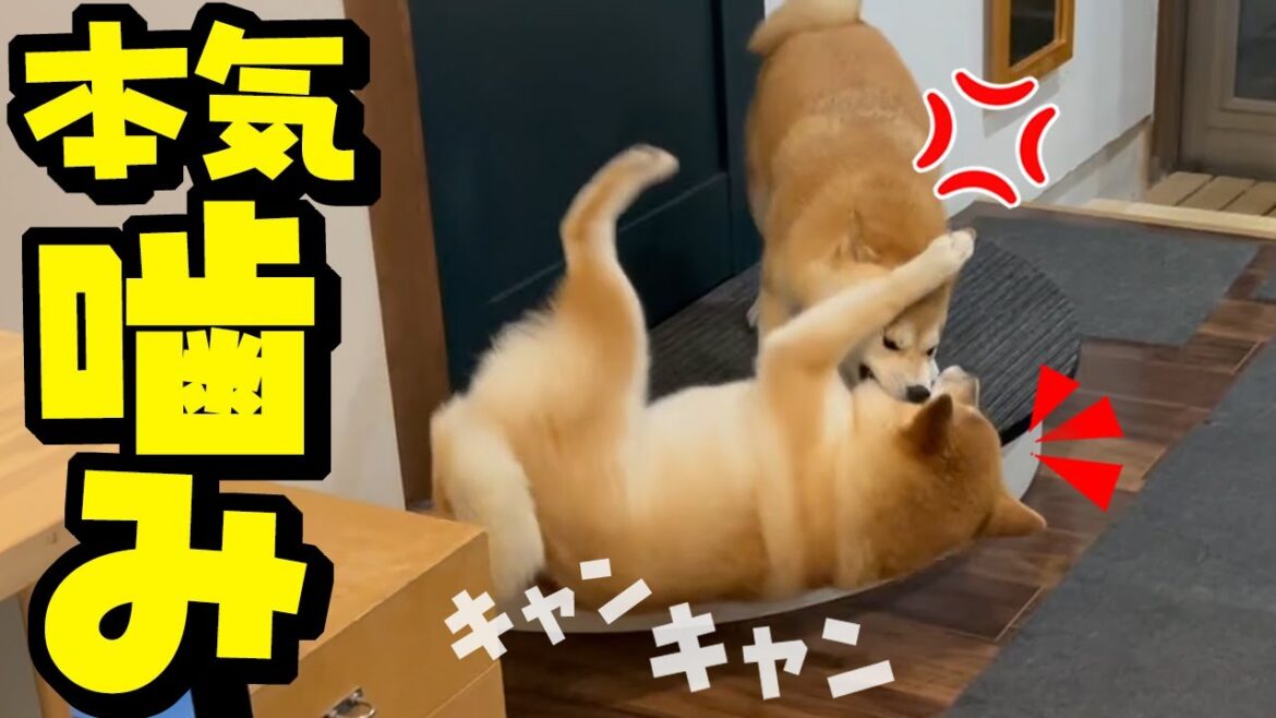 初めて本気で噛まれギャン泣きした妹柴犬がショックでえらい事になりま 初めて本気で噛まれギャン泣きした妹柴犬がショックでえらい事になりま