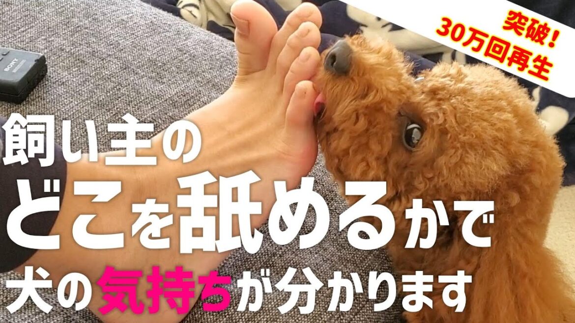 【必見】飼い主の舐める場所で分かる犬の気持ち♪