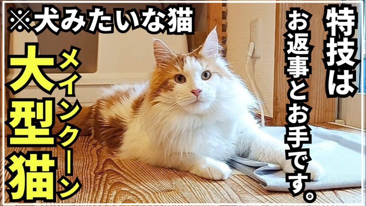 大型猫の犬化が止まりません【メインクーン】 大型猫の犬化が止まりません【メインクーン】