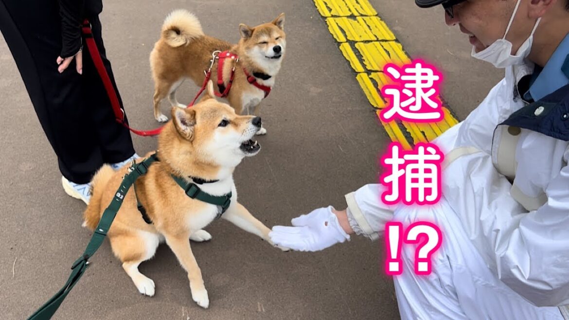 命令してくる警察官に喧嘩を売る柴犬が面白い