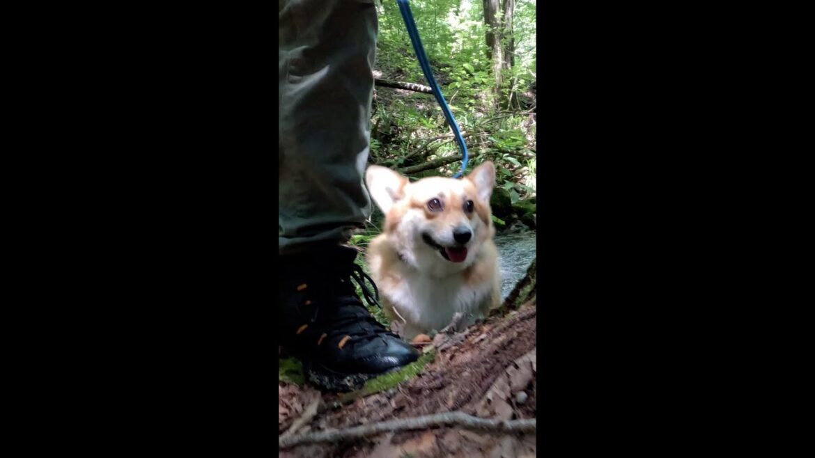 小川から上がるコーギー / Corgi Leaving the Stream #corgi #サクラ #コーギー