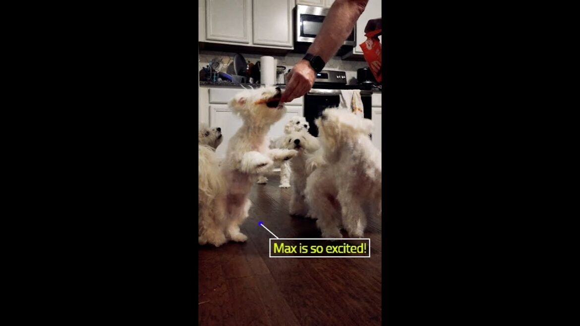 Their last treat before bedtime. #sweetyandmax