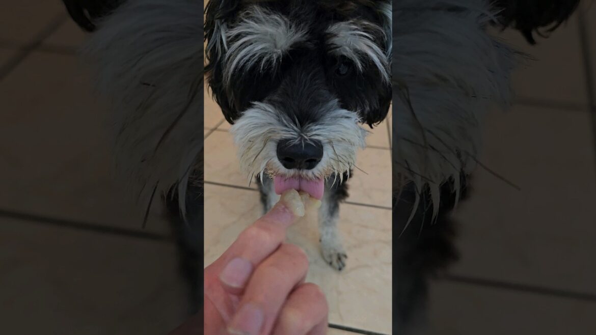 Miniature Schnauzer Tries Stewed Apples