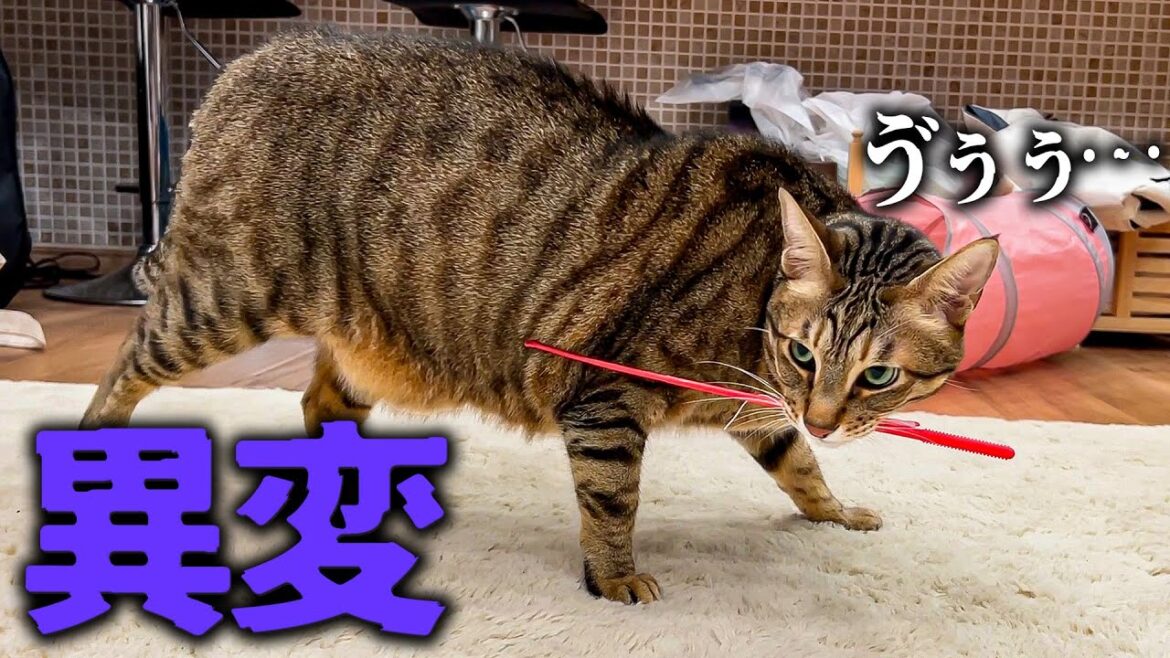 【緊急事態】おもちゃを咥えた猫に異変が発生して大騒ぎになりました… 【緊急事態】おもちゃを咥えた猫に異変が発生して大騒ぎになりました…