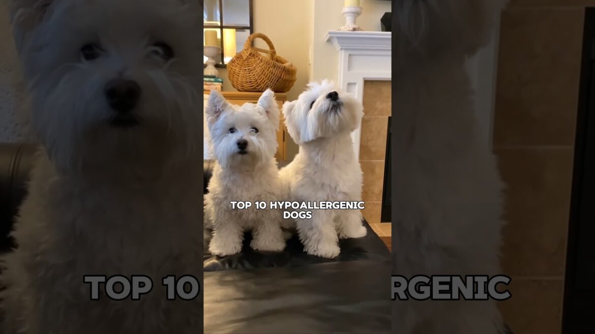 Top 10 Hypoallergenic Dogs 🐶 | हाइपोलर्जेनिक कुत्ते Top 10 Hypoallergenic Dogs 🐶 | हाइपोलर्जेनिक कुत्ते