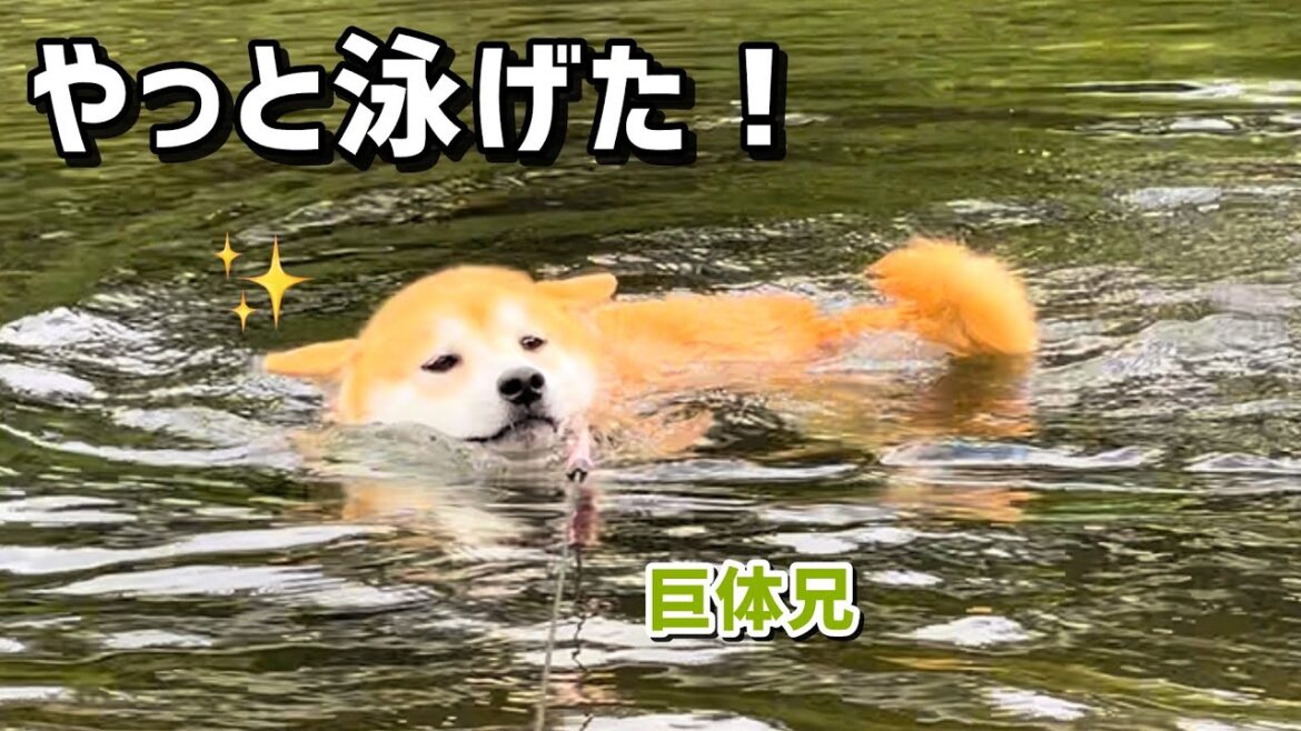 泳ぎたいのに泳げない巨体柴犬を解放したら生き返った！