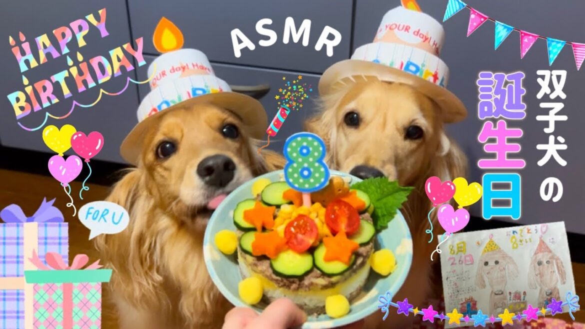 【ASMR 咀嚼音】犬に誕生日ケーキを馬肉で手作りしたら爆食い！誕生日会【犬ごはん】