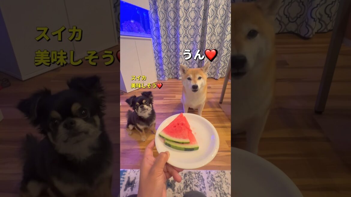 こだわりの食べ方😅#柴犬 #チワワ #shorts