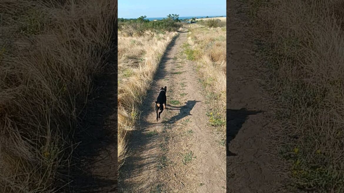 ⚡Рубик⚡визуальная палка ягдтерьер german jagdterrier hunting dog nature ⚡Рубик⚡визуальная палка ягдтерьер german jagdterrier hunting dog nature