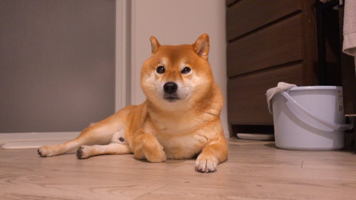 就寝３時間前に柴犬が起こす現象が可愛すぎました。。