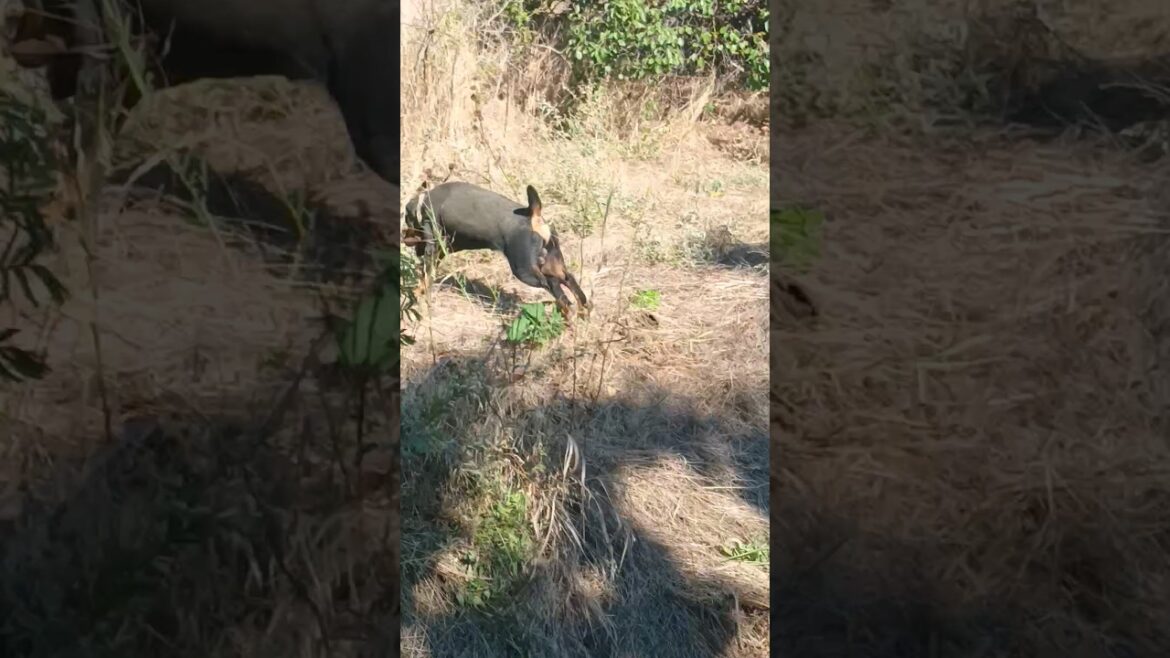 ⚡Рубик⚡защитный окрас ягдтерьер german jagdterrier hunting dog nature
