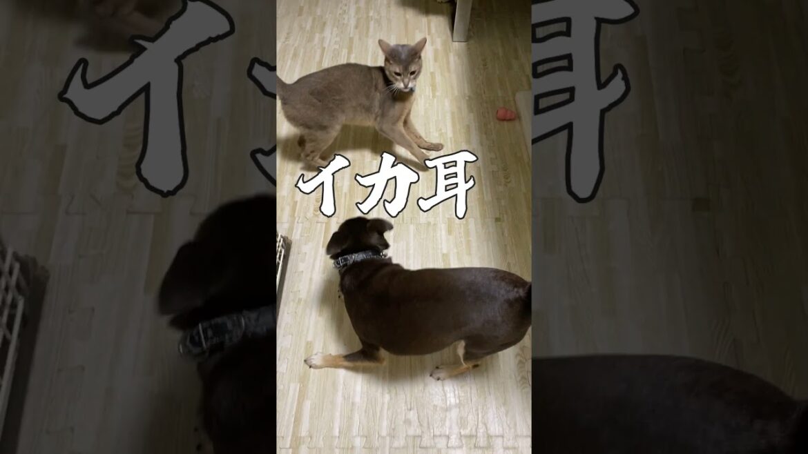犬に攻撃を避けられた猫 イカ耳で犬に詰め寄る #shorts #アビシニアン #チワワ