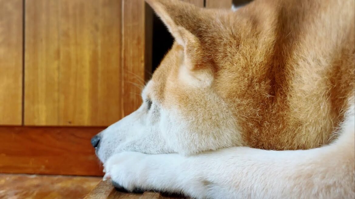 元気のない柴犬と心配する猫たち　Cats worried about a dog who seems down